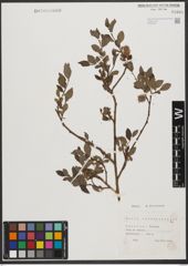 Foto von Salix tarraconensis Pau